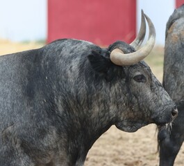 bull spanish with big horns in the corrals