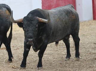 bull spanish with big horns in the corrals