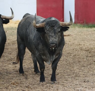 bull spanish with big horns in the corrals
