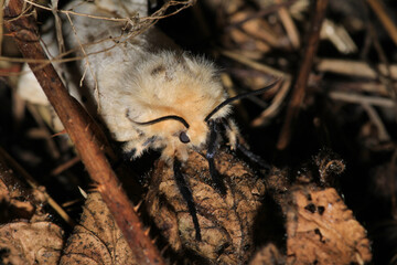 cossus cossus moth insect macro photo