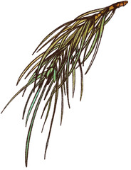 Evergreen pine branch transparent PNG illustration