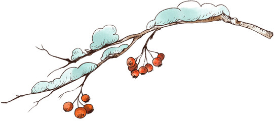 Rowan snow branch transparent PNG illustration