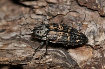 Metallic Wood-Boring Beetle (Buprestis consularis) on plant bark in Houston, TX. Macro closeup dorsal view. Insect native to North America.