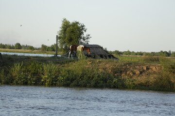 caballo en el campo