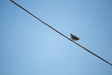pajaro minimalista