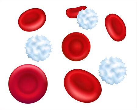 Healthy Human Red And White Blood Cells Under Microscope. Magnified  Of Red Blood Cells In Blood Plasma. 3d Illustration. Vector Illustration EPS 10