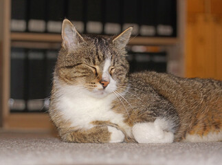 Der Büro-Kater ist müde von der Bürokratie. 