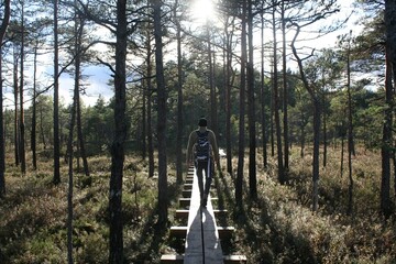 Holzwanderweg durch Estlands Moore