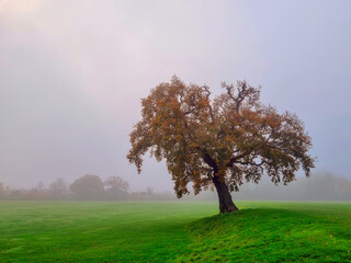 Obraz na płótnie Canvas One Single Lonely Tree in a Foggy Farm Field in the Morning Haze and Mist. England