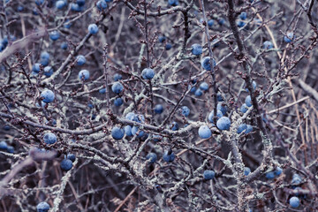 Branches of a thorn bush close-up with thorns at the first frost