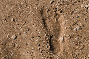 Human footprint in the damp sand on the beach