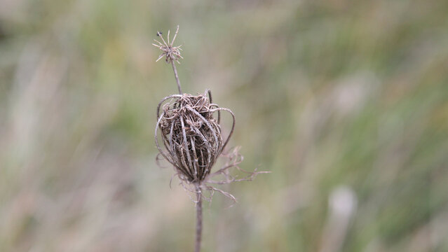 Ammi visnaga daucoides Gaertn plant, known as toothpick close-up and blurry background.