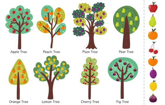 Doodle fruit trees collection. Different trees set with apple, orange, pear, plum, cherry, lemon, fig and peach. Vector illustration