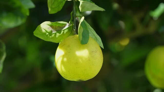 Closeup shot of a pomelo fruit hanging from its tree - Citrus maxima