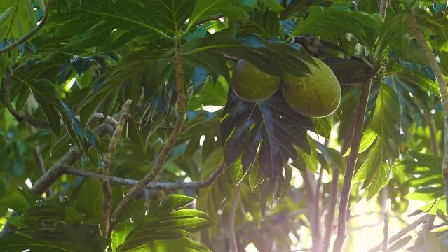 Closeup shot of Ulu Breadfruit on a sunny day in Hawaii with lens flare - Artocarpus altilis