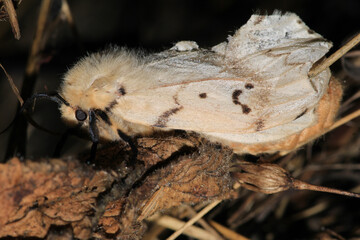 cossus cossus moth insect macro photo