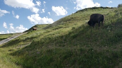 Bison on a Hill