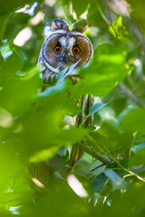  Long-eared Owl (Asio otus) is a hunter bird that lives in forest areas close to settlements.