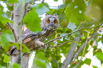  Long-eared Owl (Asio otus) is a hunter bird that lives in forest areas close to settlements.