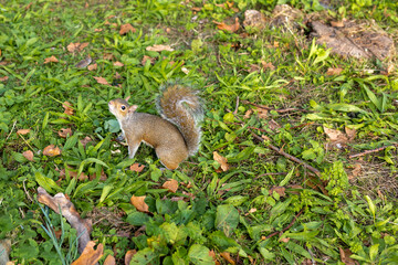 Squirrel in St James Park in London