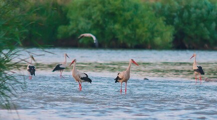 White Stork (Ciconia ciconia) emerges and emerges from Africa to Aysya and Europe in Spring. In autumn he returns to Africa.