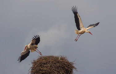 White Stork (Ciconia ciconia) emerges and emerges from Africa to Aysya and Europe in Spring. In autumn he returns to Africa.