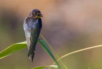 Barn Swallow (Hirundo rustica) is a common species of swallow. It lives in Africa in winter and in Asia and Europe in summer.