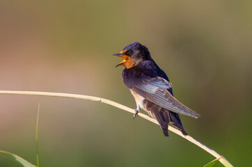 Barn Swallow (Hirundo rustica) is a common species of swallow. It lives in Africa in winter and in Asia and Europe in summer.