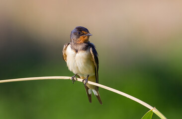 Barn Swallow (Hirundo rustica) is a common species of swallow. It lives in Africa in winter and in Asia and Europe in summer.