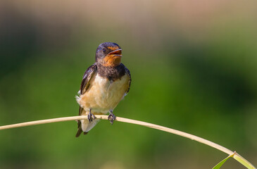 Barn Swallow (Hirundo rustica) is a common species of swallow. It lives in Africa in winter and in Asia and Europe in summer.