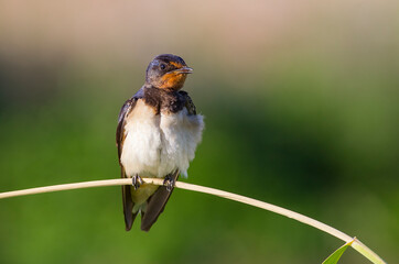 Barn Swallow (Hirundo rustica) is a common species of swallow. It lives in Africa in winter and in Asia and Europe in summer.