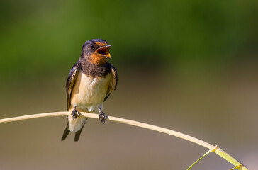Barn Swallow (Hirundo rustica) is a common species of swallow. It lives in Africa in winter and in Asia and Europe in summer.