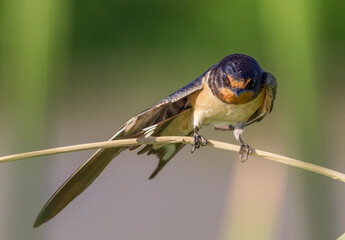 Barn Swallow (Hirundo rustica) is a common species of swallow. It lives in Africa in winter and in Asia and Europe in summer.
