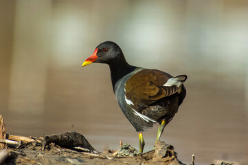 Common Moorhen (Gallinula chloropus) lives and breeds in the mountains, streams and lakes. This bird is fimale.