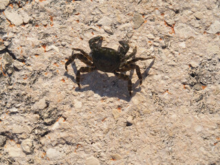 walking crab