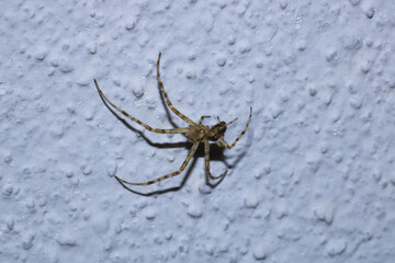 natural tetragnatha extensa spider macro photo
