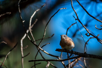Eastern Bluebird on Tree Branch