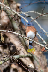 Eastern Bluebird on Tree Branch