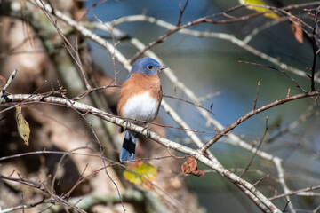 Eastern Bluebird on Tree Branch