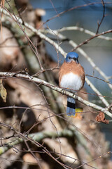 Eastern Bluebird on Tree Branch