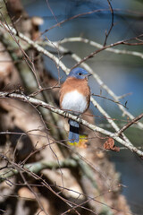 Eastern Bluebird on Tree Branch