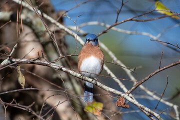 Eastern Bluebird on Tree Branch