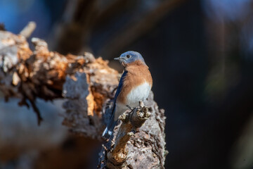 Eastern Bluebird on Tree Branch