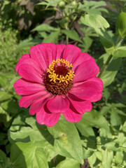 Pink Zinnia Flower