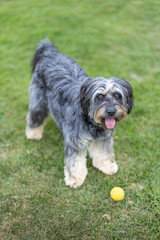 schnauzer dog on the grass playing with a ball