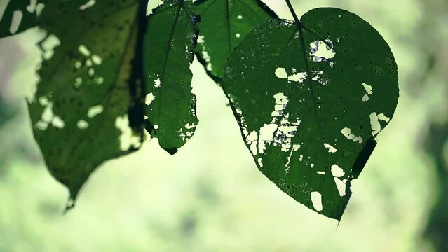Close-up shot of leaves eaten by pests