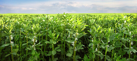 row of flowering Vicia faba beans in a field, is a variety of vetch, a flowering plant in the...