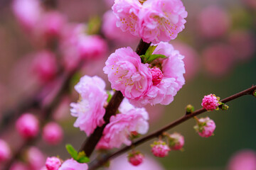 Blossoming sakura tree flower with selective focus on blurred background. Defocused backdrop copy space