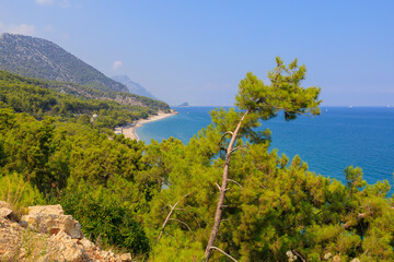 Green coniferous plants in the mountainous part of the Turkish Mediterranean coast. Atmospheric landscape