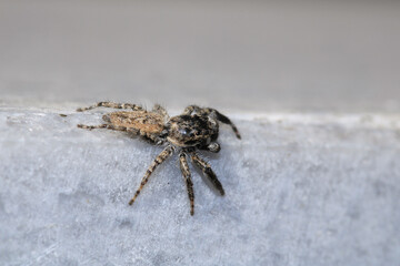 little jumping spider macro photo